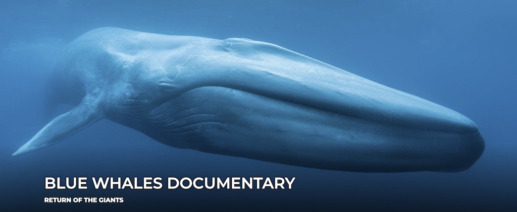 Blue Whales Documentary